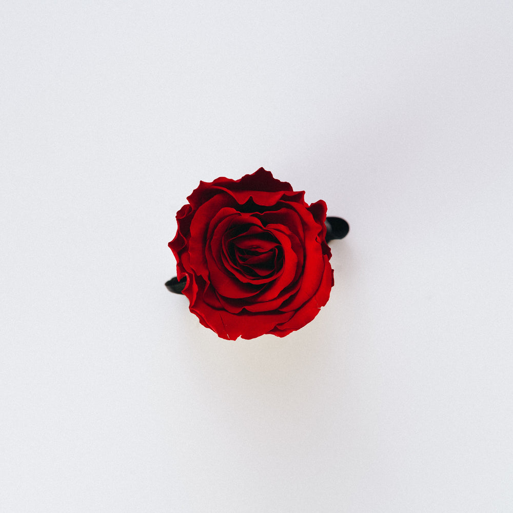 Die Faszination der Roten Rosen: Alles, was Sie darüber wissen müssen