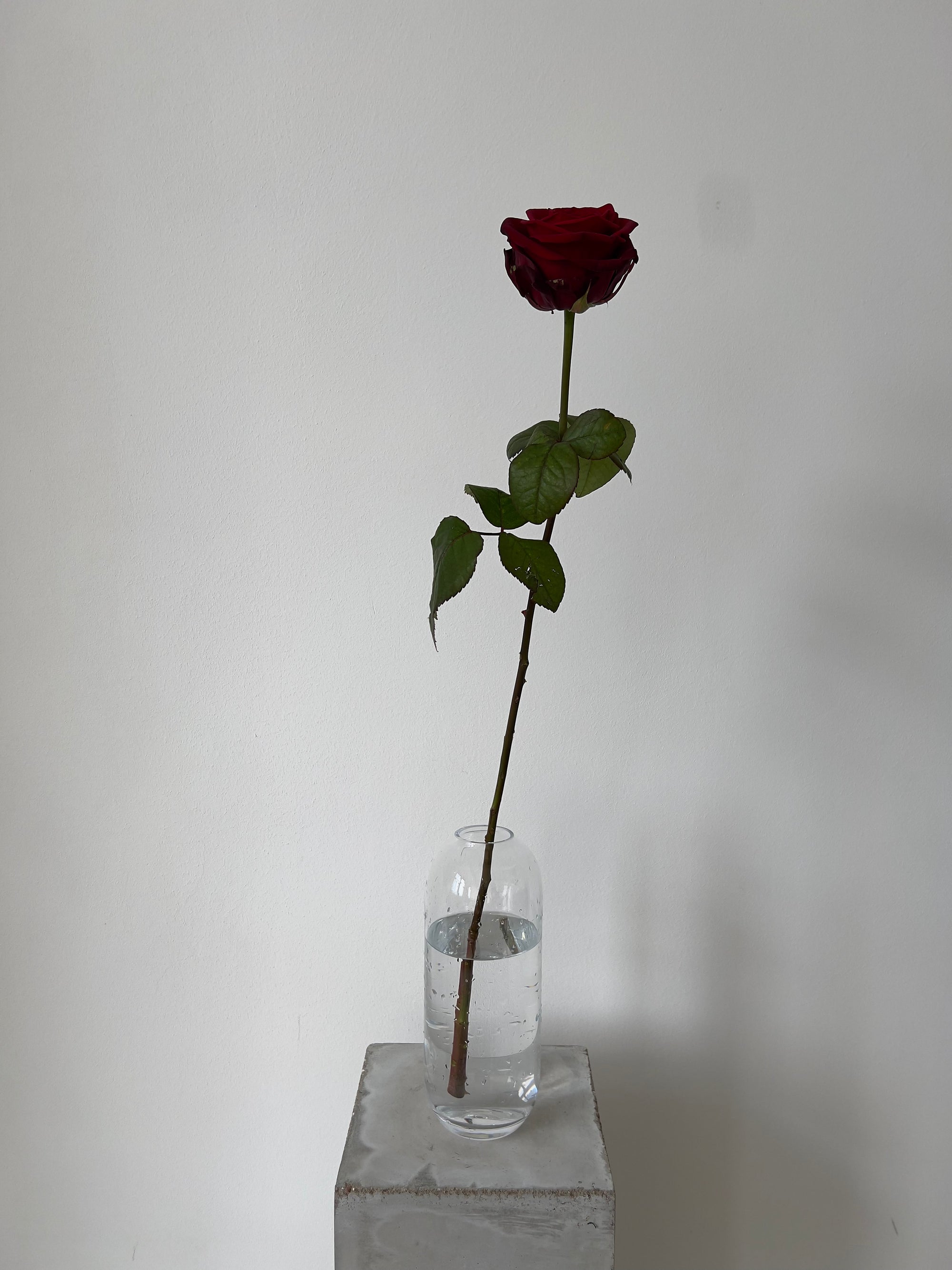 Red Naomi Rose