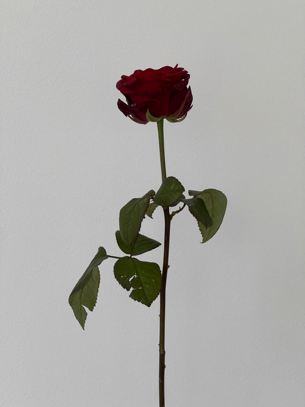 Red Naomi Rose
