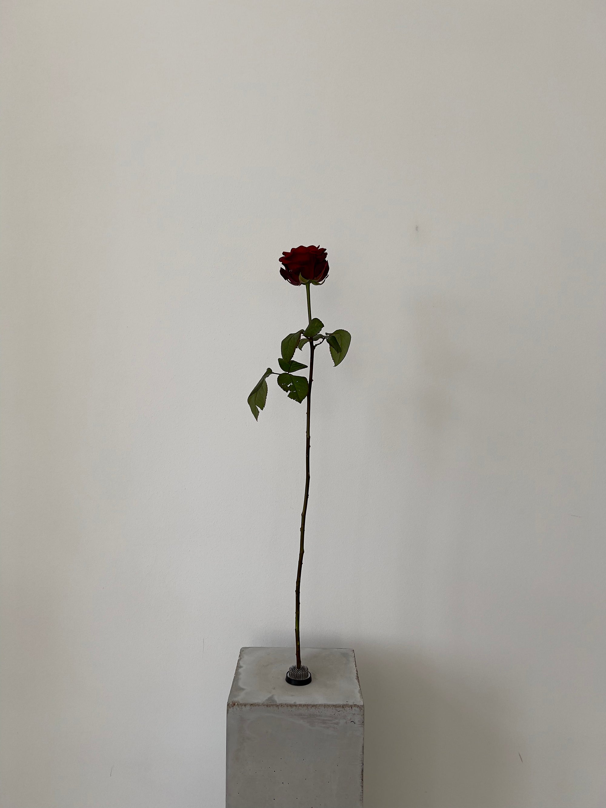 Red Naomi Rose