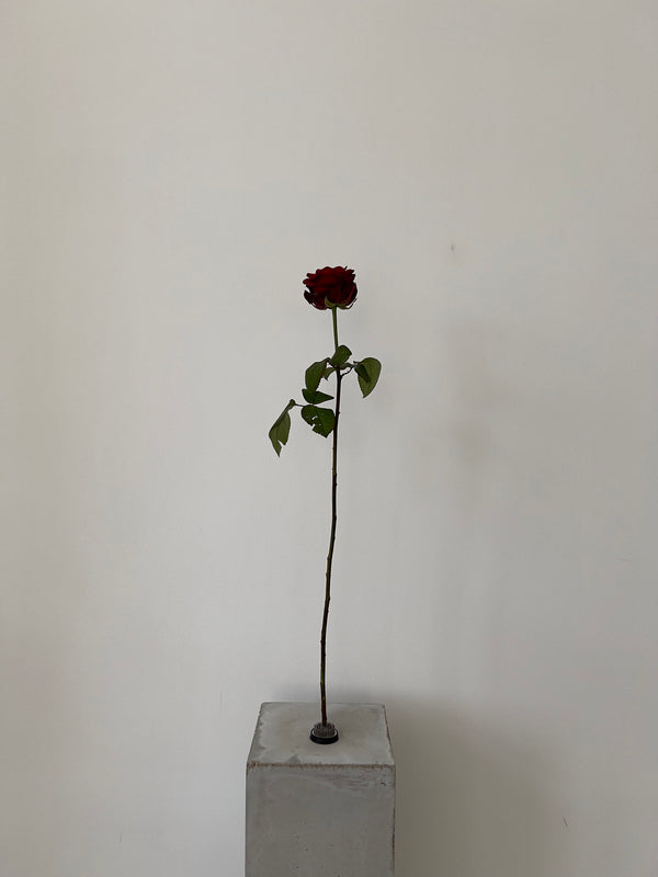 Red Naomi Rose
