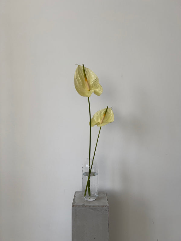 Anthurium