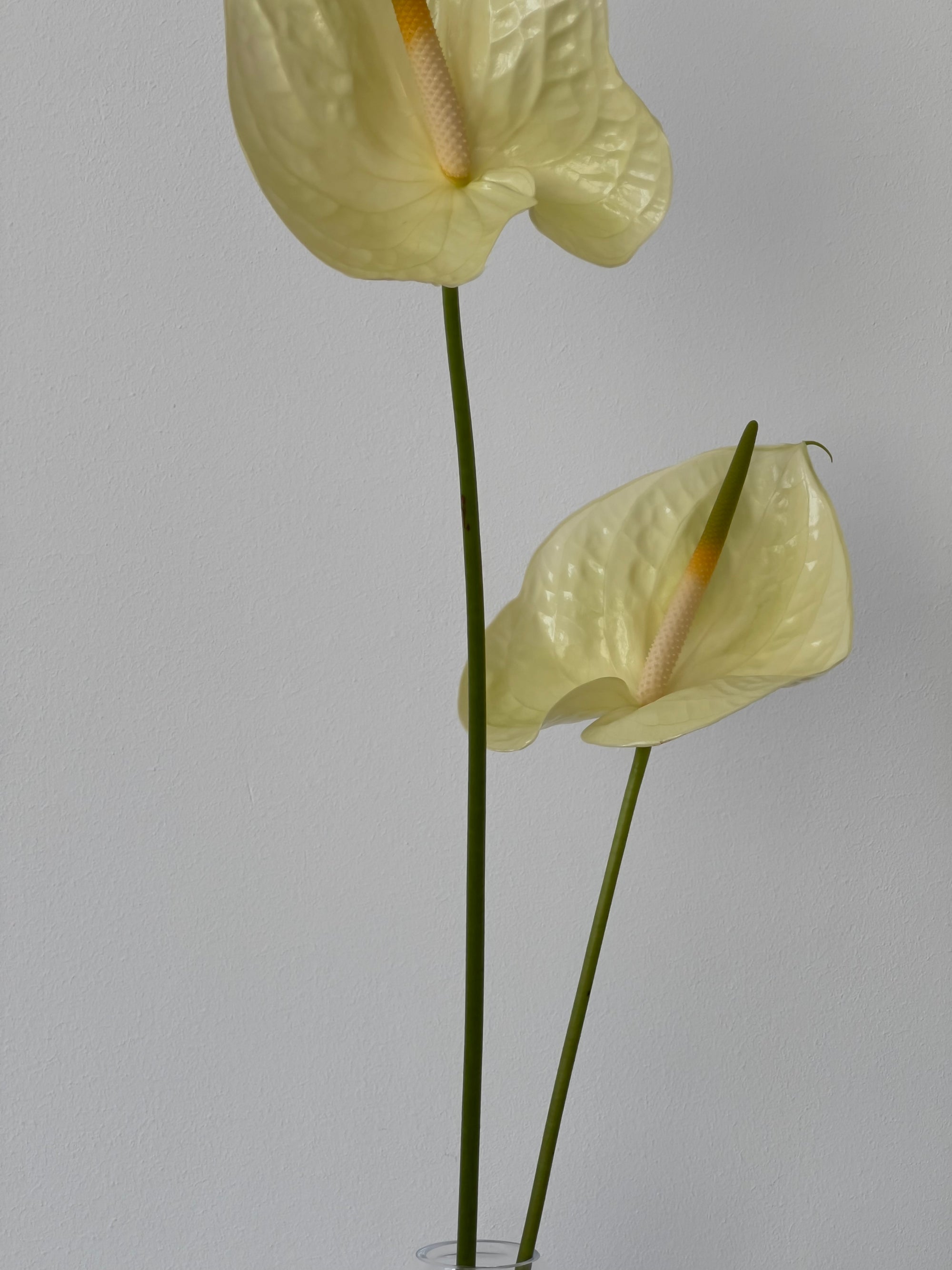 Anthurium