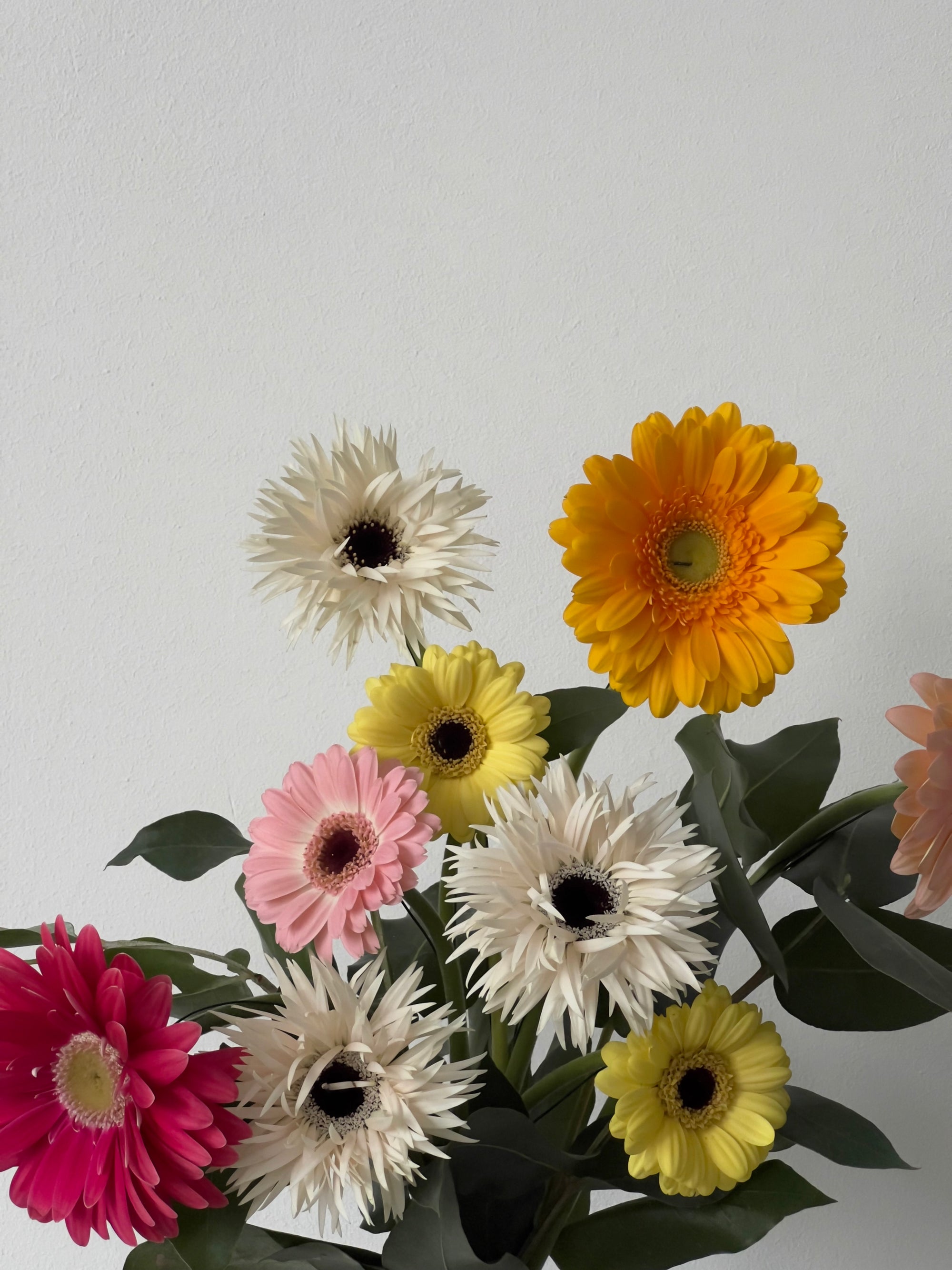 Rainy Daisy