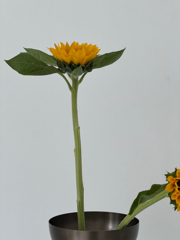 Himawari (Sonnenblume)