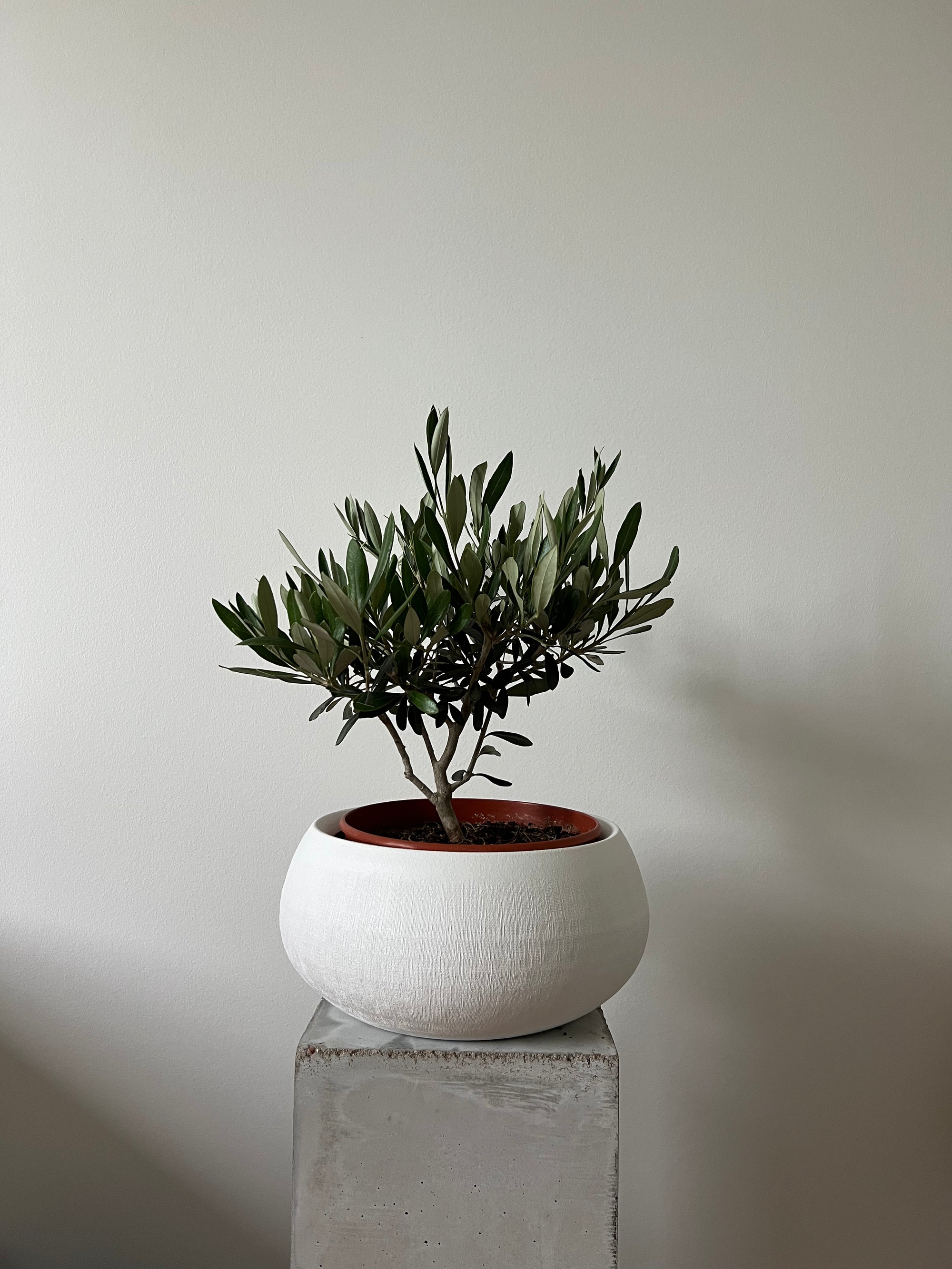Olive Tree