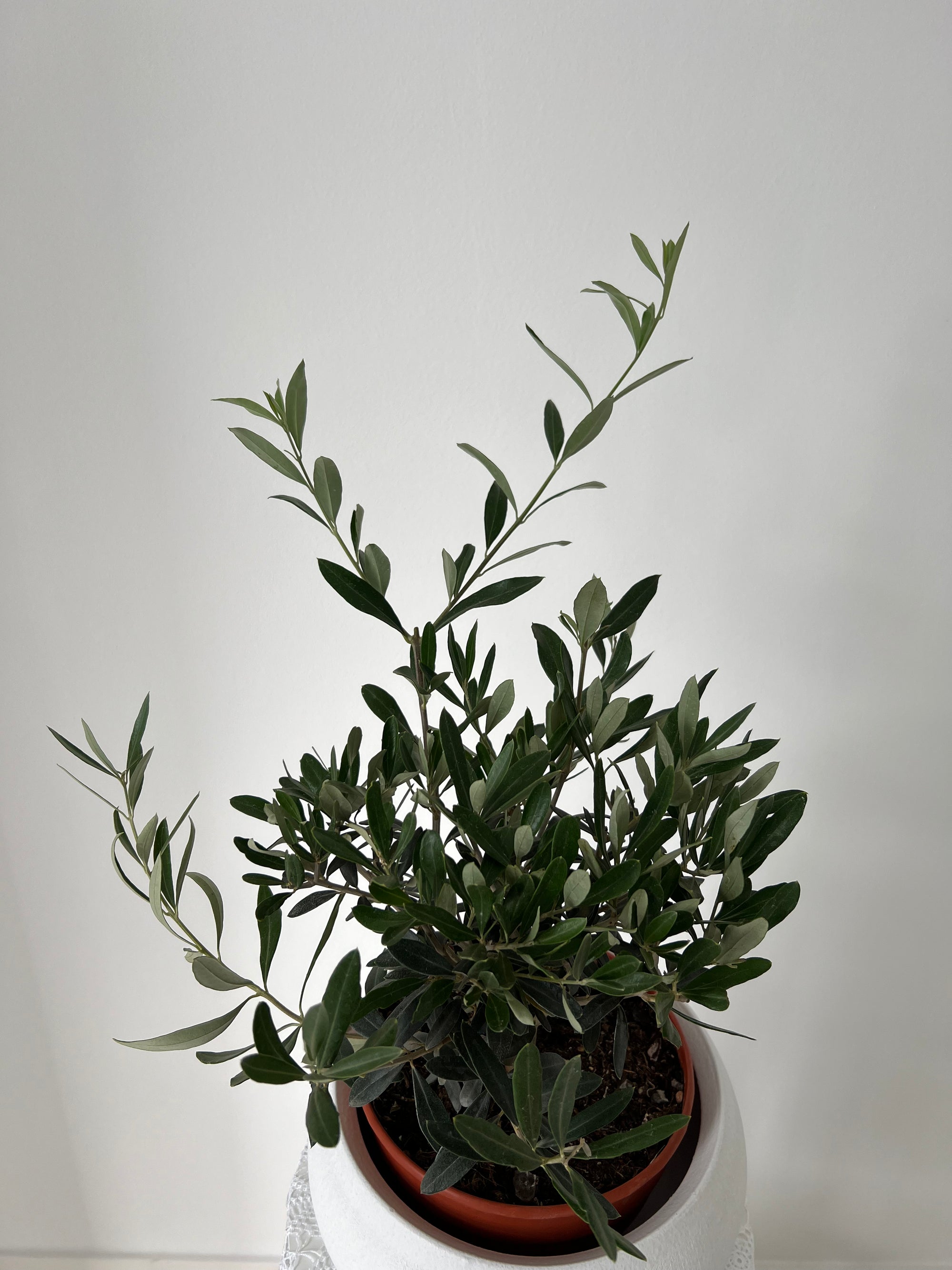 Olive Tree