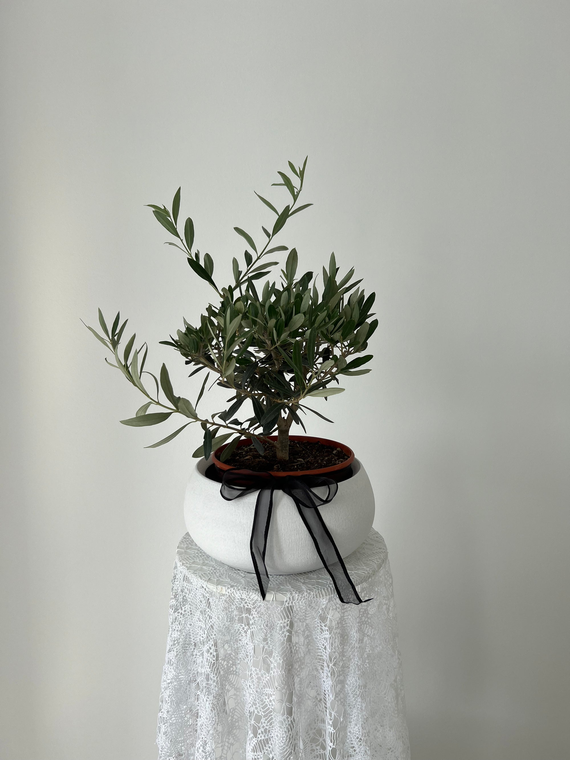 Olive Tree