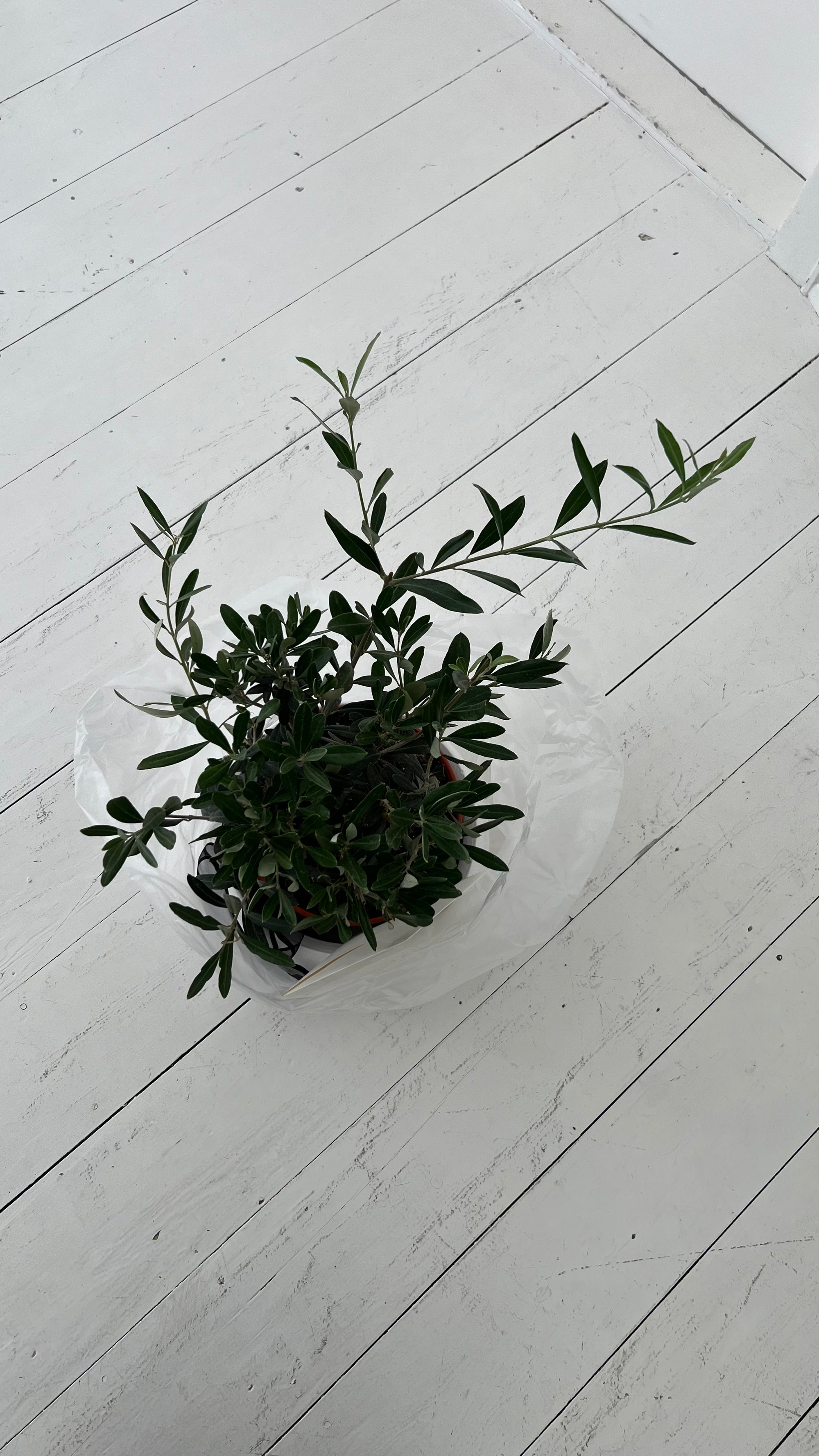Olive Tree