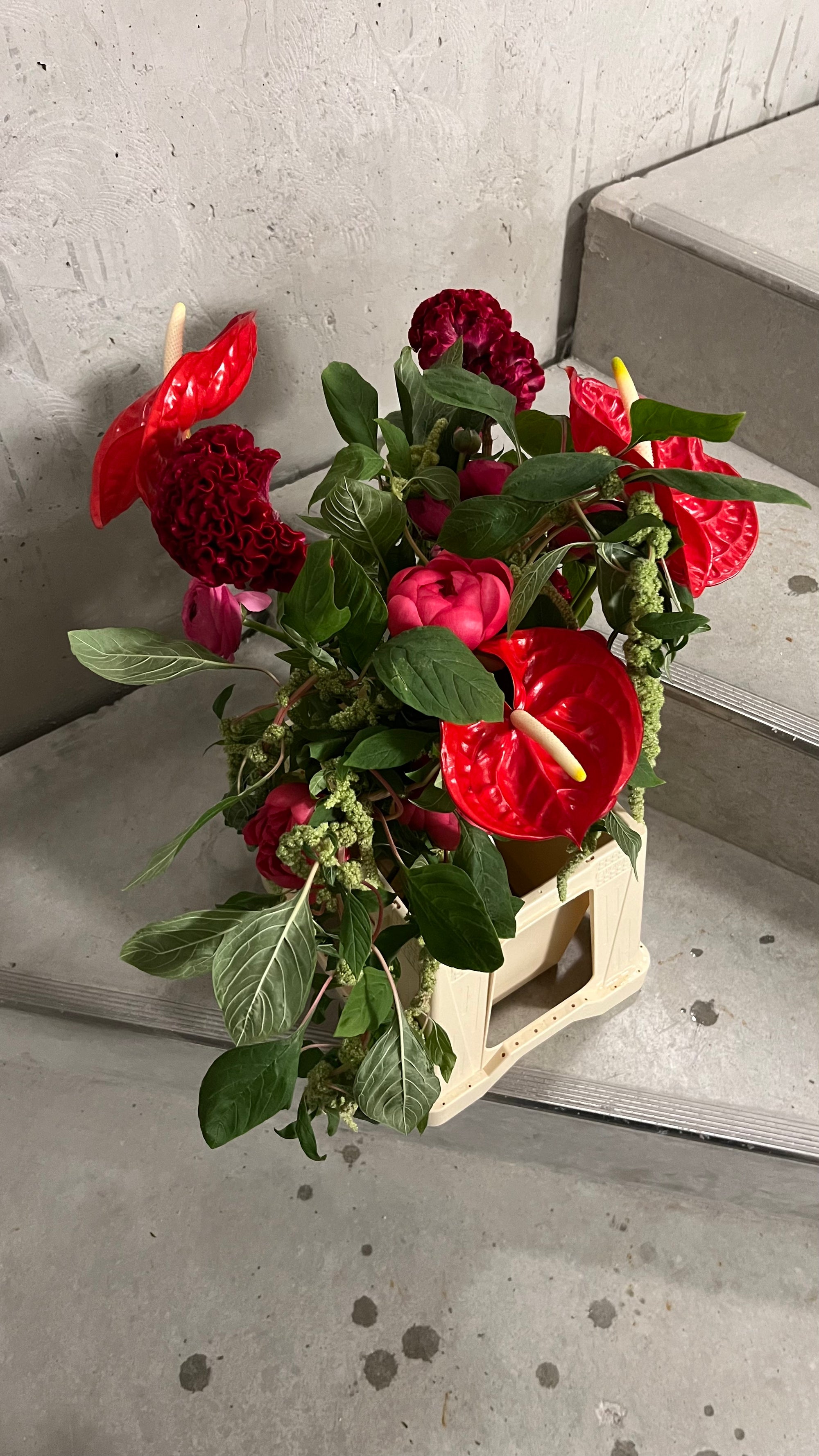 Amaranthus, red & pink