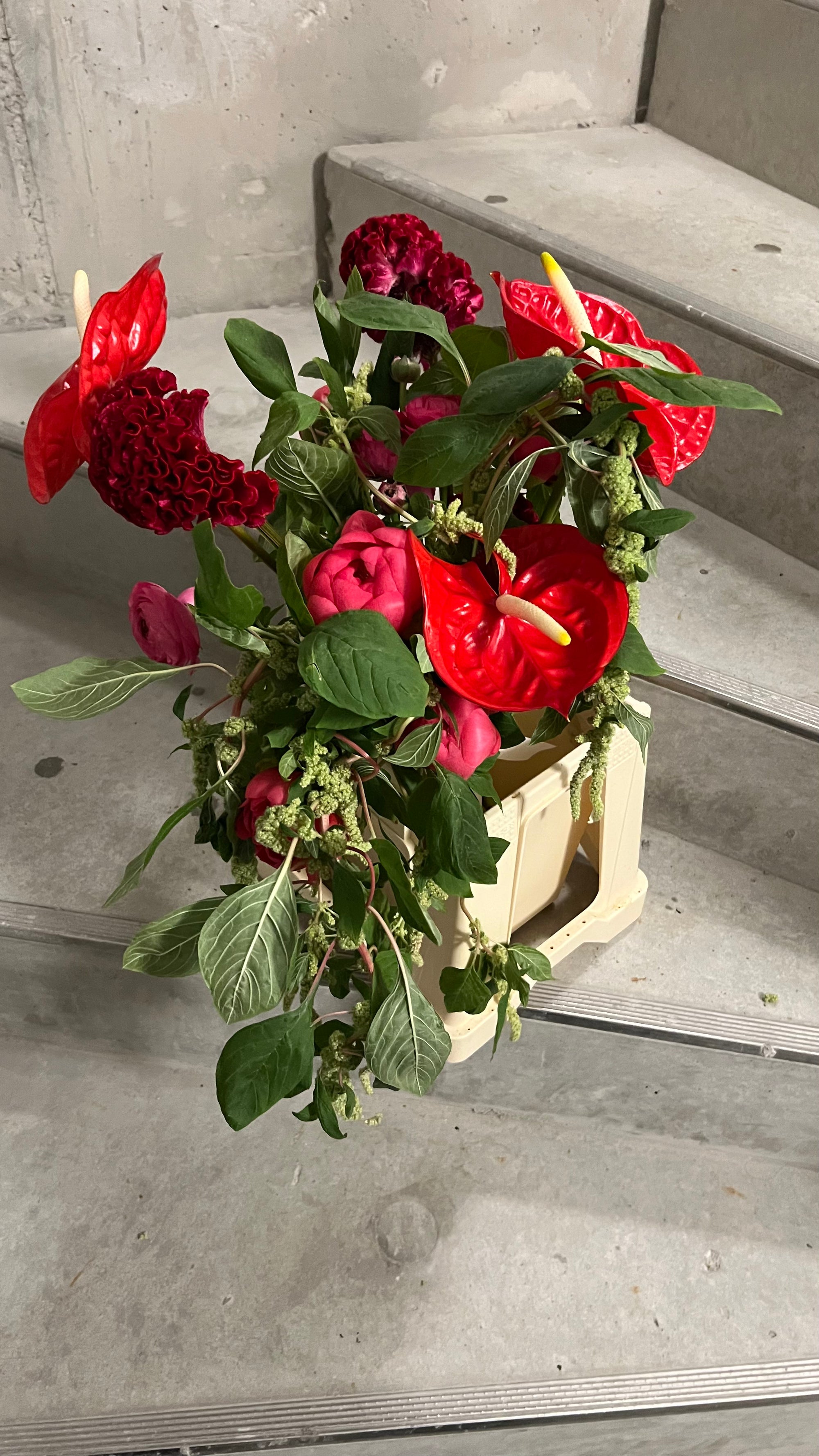 Amaranthus, red & pink