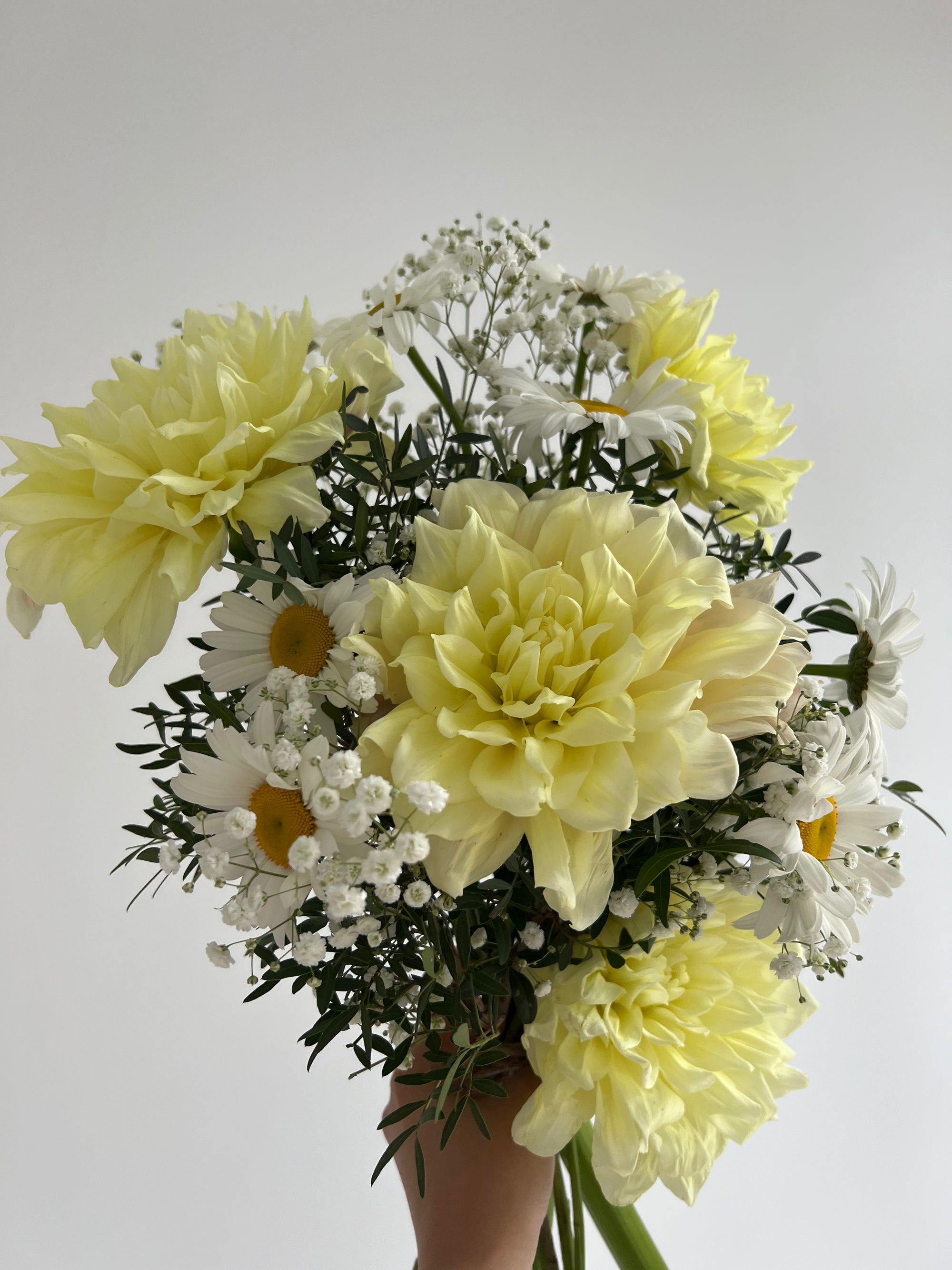 Dōmo Dahlia