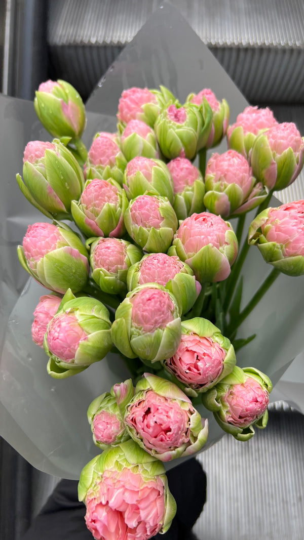 Strawberry Cream Peony Tulips