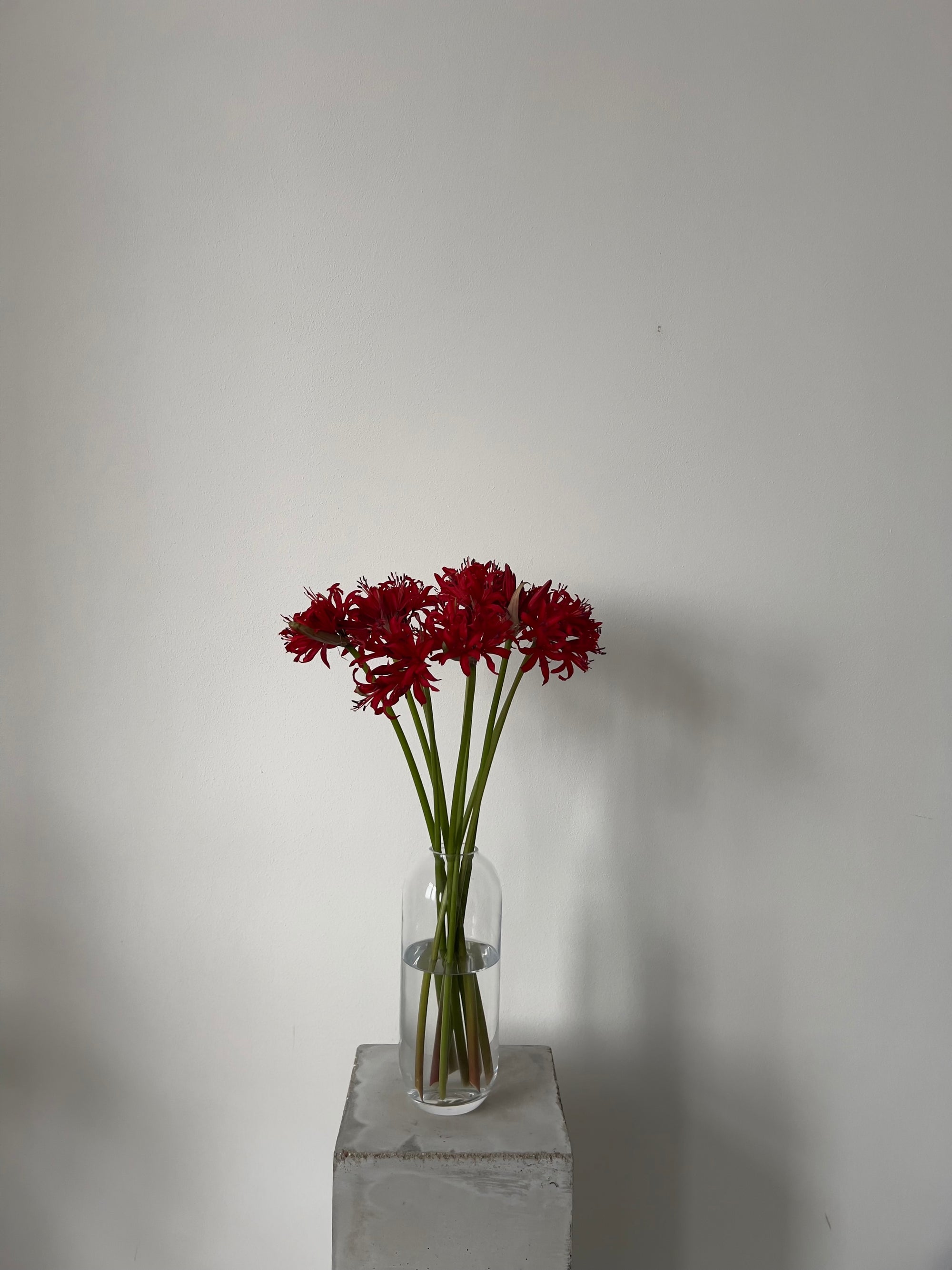 Nerine