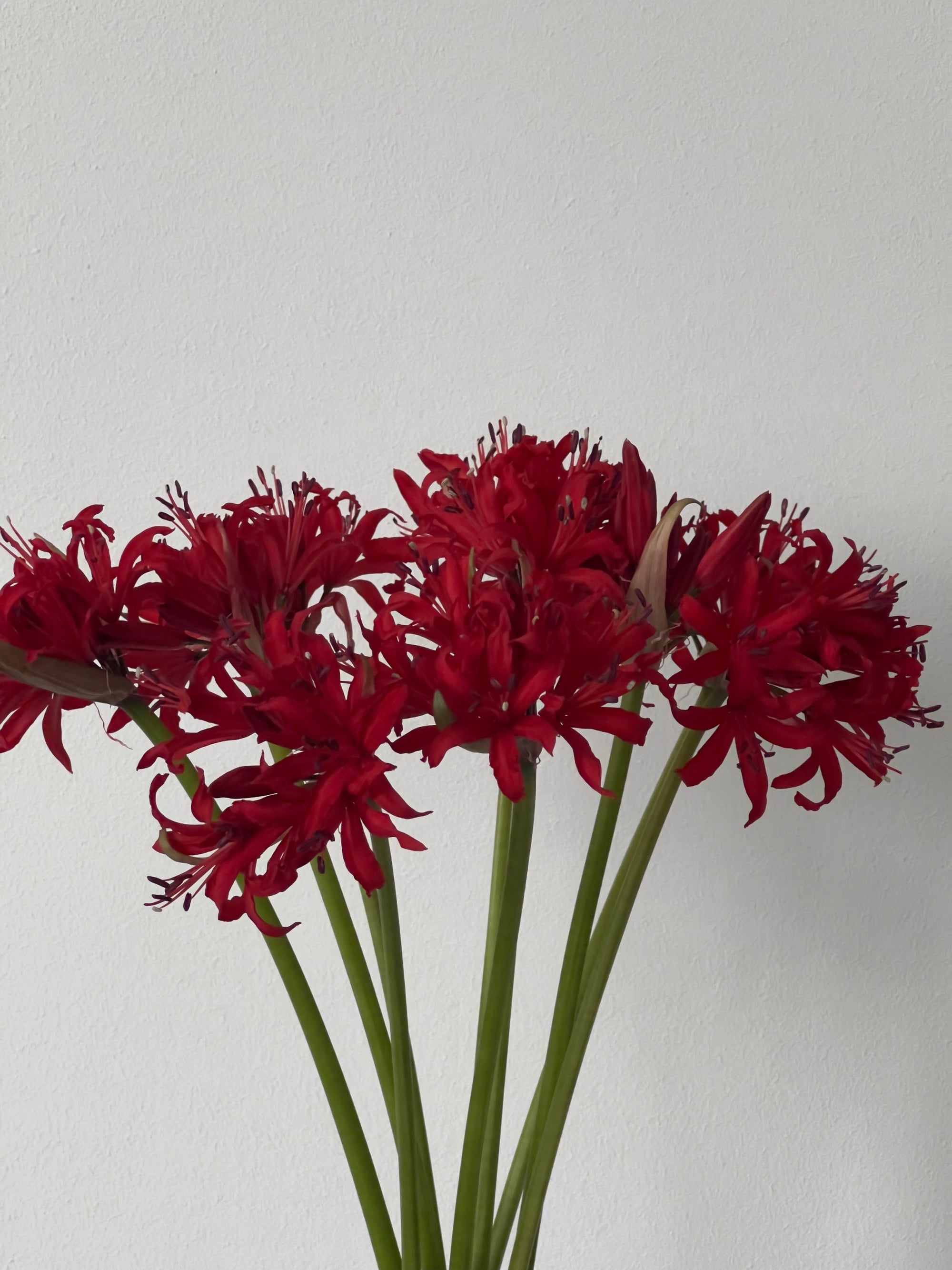 Nerine