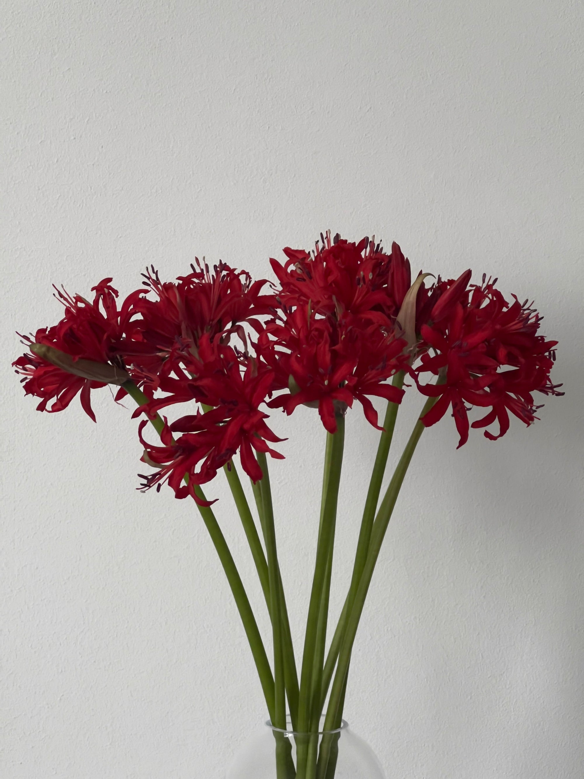 Nerine